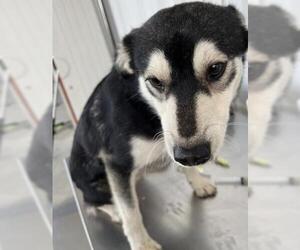 Shiba Inu Dogs for adoption in Bakersfield, CA, USA