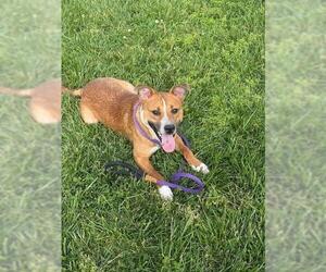 Mutt Dogs for adoption in Louisville, KY, USA