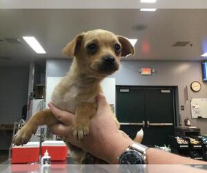 Chiweenie Dogs for adoption in Riverside, CA, USA