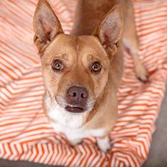 Basenji Dogs for adoption in Mission Hills, CA, USA