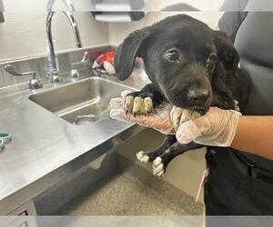 Labrador Retriever-Unknown Mix Dogs for adoption in Houston, TX, USA