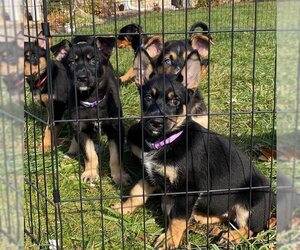 Rottweiler-Siberian Husky Mix Dogs for adoption in Mechanicsburg, PA, USA