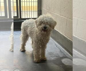 Poodle (Miniature) Dogs for adoption in Upland, CA, USA