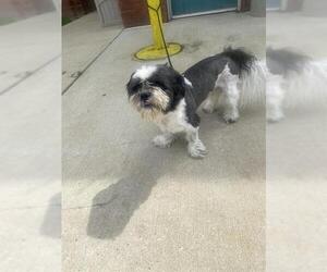 Shih Tzu Dogs for adoption in Forestville, MD, USA