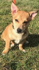 Dorgi Dogs for adoption in Fredericksburg, VA, USA