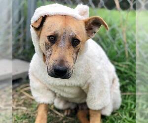 Carolina Dog Dogs for adoption in Austin, TX, USA