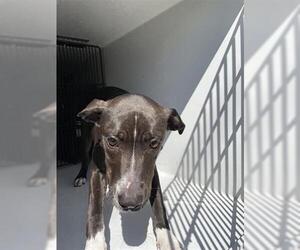 American Pit Bull Terrier-Unknown Mix Dogs for adoption in Houston, TX, USA