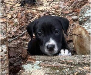 Labrador Retriever-Unknown Mix Dogs for adoption in Fredericksburg, VA, USA