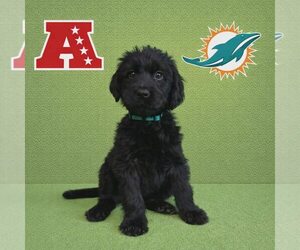 Poodle (Standard)-Unknown Mix Dogs for adoption in New Oxford , PA, USA