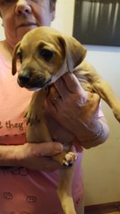 Chug Dogs for adoption in Rockaway, NJ, USA