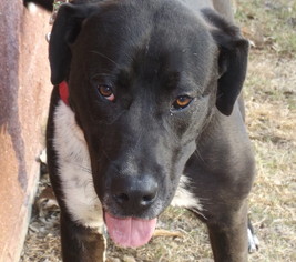 Mastador Dogs for adoption in Oxford, MS, USA