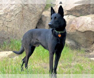 Mutt Dogs for adoption in Riverside, CA, USA