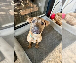 Mutt Dogs for adoption in Mooresville, NC, USA