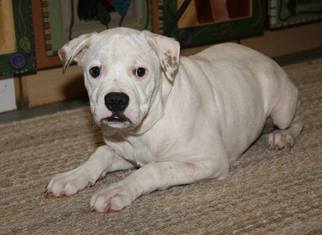 Bulldog Dogs for adoption in Toledo, OH, USA