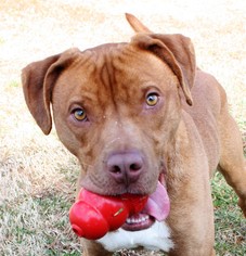 Bullboxer Pit Dogs for adoption in Danville, KY, USA
