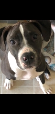 Bullypit Dogs for adoption in vacaville, CA, USA
