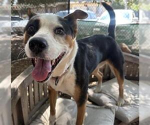 Mutt Dogs for adoption in Santa Barbara, CA, USA