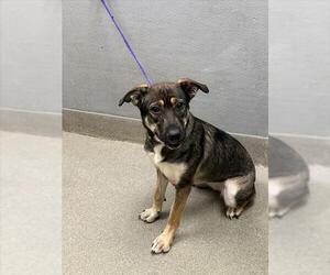 German Shepherd Dog-Unknown Mix Dogs for adoption in Las Vegas, NV, USA