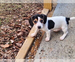 Rat Terrier-Unknown Mix Dogs for adoption in Forest, VA, USA