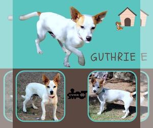 Jack Russell Terrier-Unknown Mix Dogs for adoption in Lindsay, CA, USA