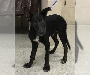 Labrador Retriever Dogs for adoption in Conroe, TX, USA