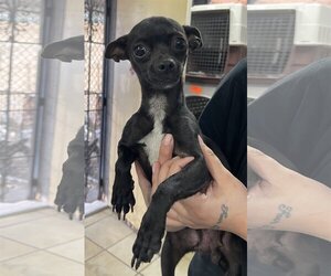 Medium Photo #1 Chihuahua Puppy For Sale in El Centro, CA, USA