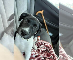 Aussiedor Dogs for adoption in Overland Park, KS, USA