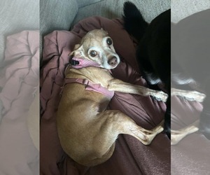 Chihuahua Dogs for adoption in Middlesex, VT, USA