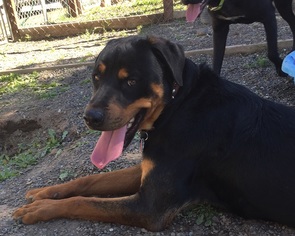 Rottweiler Dogs for adoption in Alturas, CA, USA