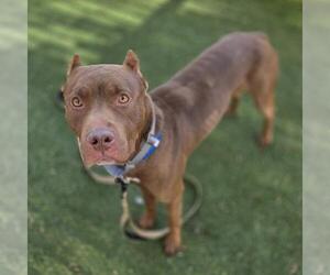 Mutt Dogs for adoption in Las Vegas, NV, USA
