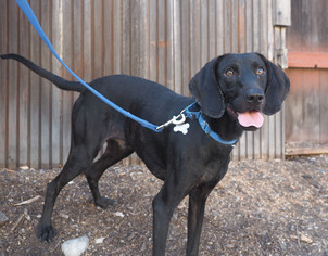 Coonhound-Plott Hound Mix Dogs for adoption in Palo Alto, CA, USA
