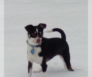 Raggle Dogs for adoption in Newaygo, MI, USA