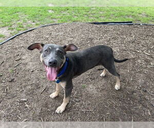 American Pit Bull Terrier-German Shepherd Dog Mix Dogs for adoption in Plano, TX, USA