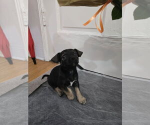 Mutt Dogs for adoption in miami, FL, USA