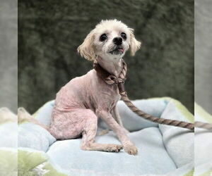 Maltese-Unknown Mix Dogs for adoption in Long Beach, CA, USA