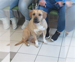 Labrador Retriever-Unknown Mix Dogs for adoption in Derwood, MD, USA