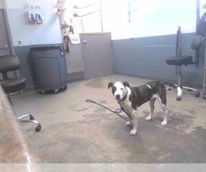 American Staffordshire Terrier Dogs for adoption in Tallahassee, FL, USA