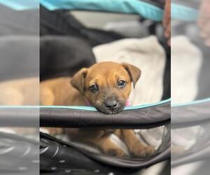 Doberman Pinscher-Unknown Mix Dogs for adoption in San Martin, CA, USA