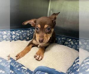 Rat Terrier-Unknown Mix Dogs for adoption in Rosenberg, TX, USA
