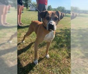 Boxer-Unknown Mix Dogs for adoption in Monticello, IA, USA