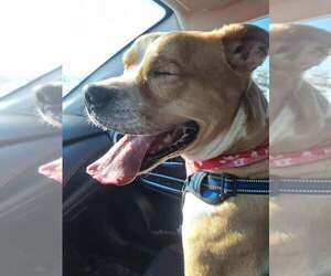 Boxer-Unknown Mix Dogs for adoption in Martinsburg, WV, USA