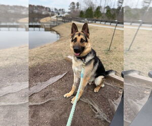 German Shepherd Dog Dogs for adoption in La Grange , NC, USA