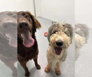 Labrador Retriever-Old English Sheepdog Mix Dogs for adoption in garner, NC, USA