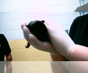 Mutt Dogs for adoption in Tulsa, OK, USA