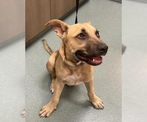 Black Mouth Cur-Unknown Mix Dogs for adoption in Baytown, TX, USA