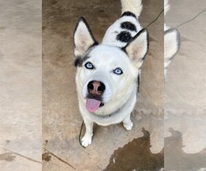 Alusky Dogs for adoption in Cumming, GA, USA