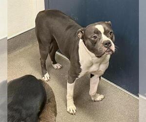 American Bulldog-Unknown Mix Dogs for adoption in HESPERIA, CA, USA
