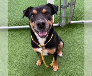 Mutt Dogs for adoption in Camarillo, CA, USA