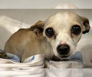 Chihuahua-Unknown Mix Dogs for adoption in San Antonio, TX, USA