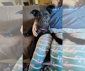 Labrador Retriever-Unknown Mix Dogs for adoption in New London, WI, USA